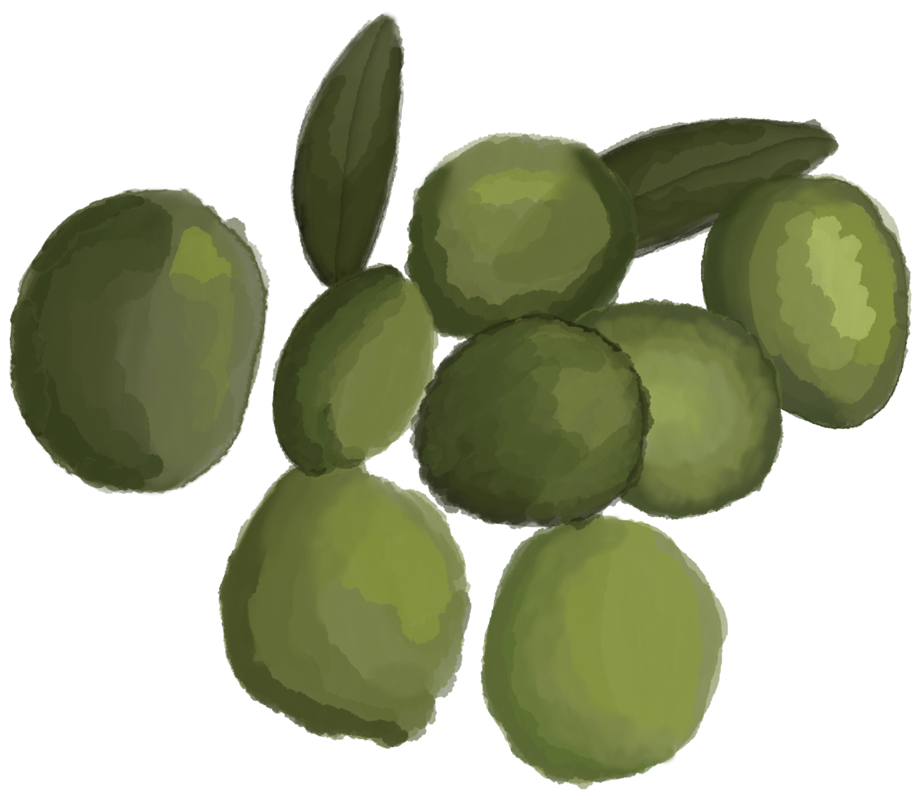Olive illustration